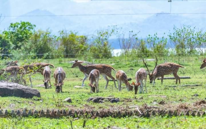 White Rose Safari Home Stay Udawalawe Exteriér fotografie